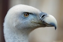 Fotos_Greifvögel