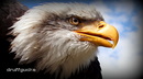 Weißkopfseeadler, Falknerei Hohenauschau im Chiemgau