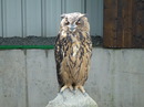unser Bubo
