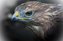 Portrait vom Bussard