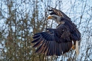 Anflug...