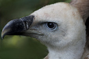 Fotos_Greifvögel