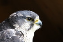 Fotos_Greifvögel