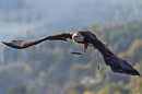 Der Weißkopfseeadler