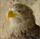 Seeadler