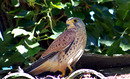 Rötelfalke