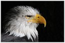 Fotos_Greifvögel