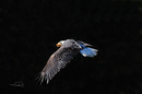 Weißkopf Seeadler