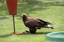 Adler