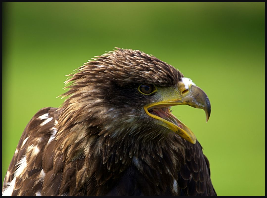 Ein junger Seeadler!