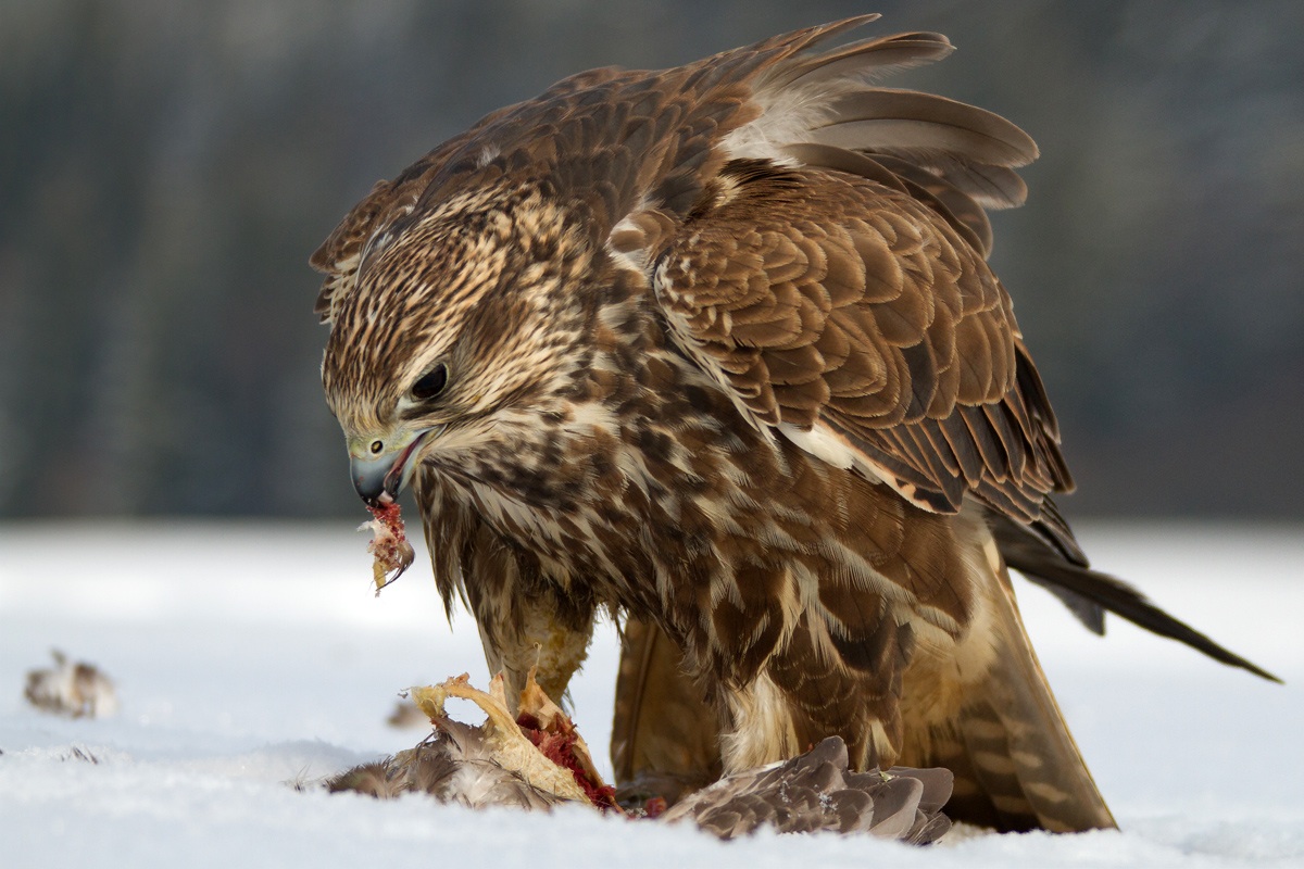 Sakerfalke