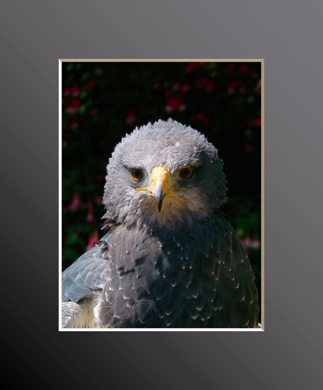 Kordilerenadler! (Neu)