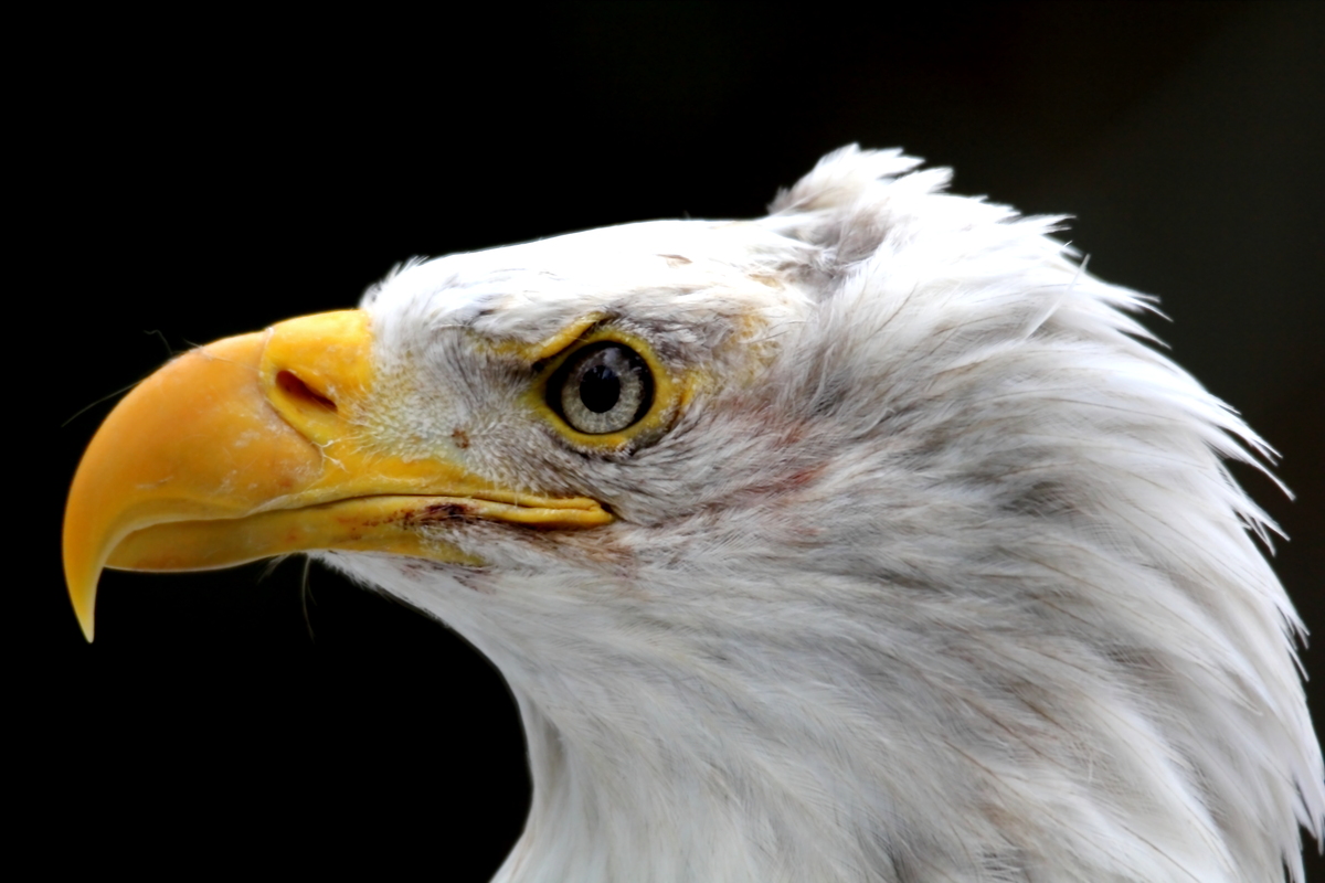 profil weißkopfseeadler
