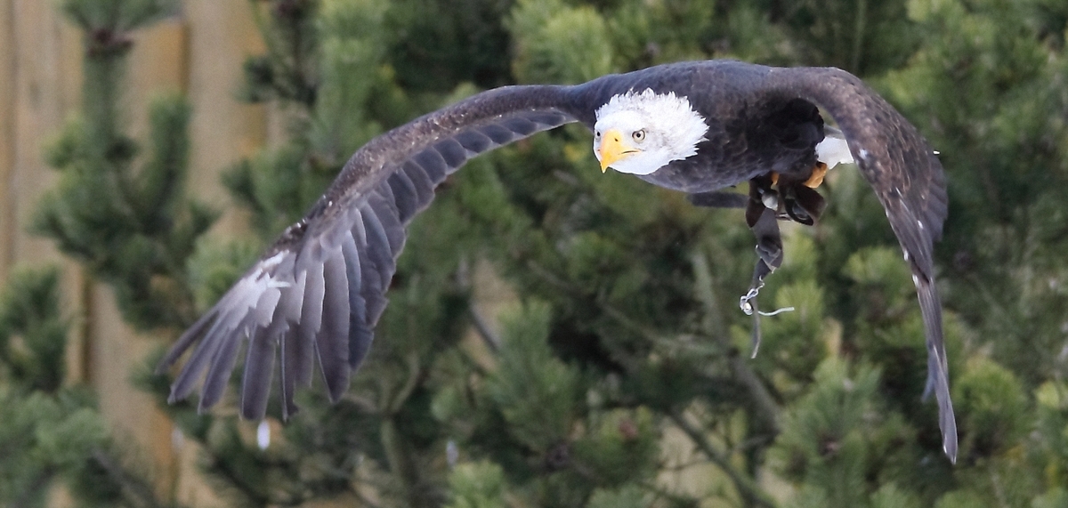 weißkopfseeadler im flug