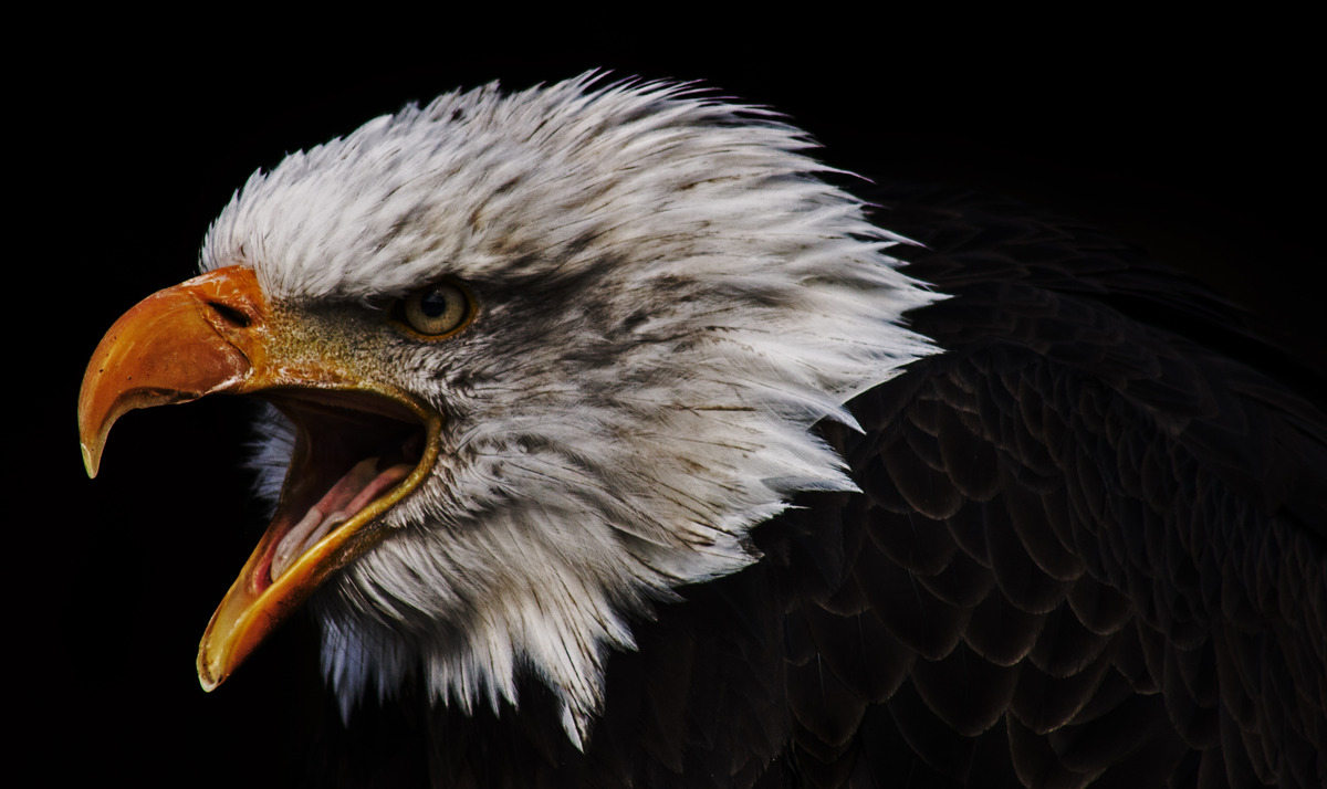 shout out loud  - UPDATE