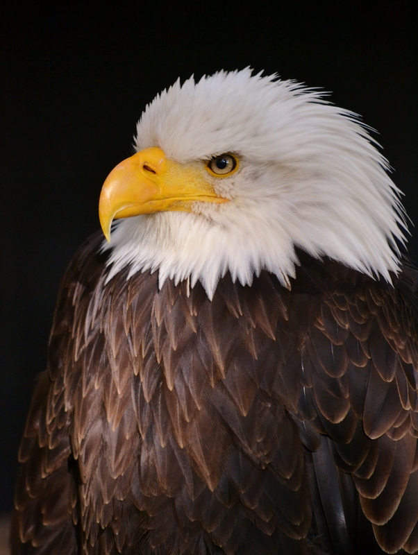 Adlerblick..........