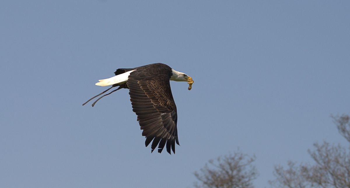 Im Flug holt er sein Happen