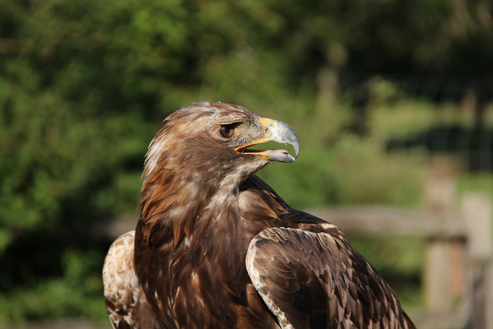 Steinadler Orel im Wildpark Schloss Tambach.