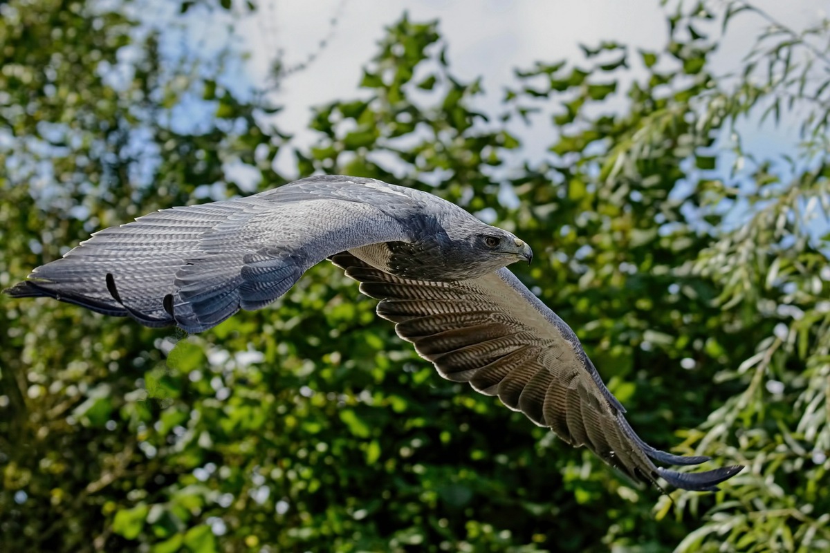 Gleitflug
