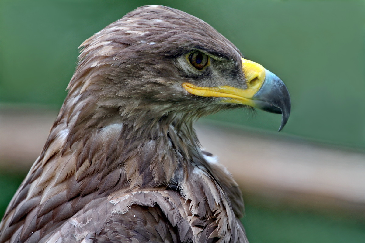 Adler