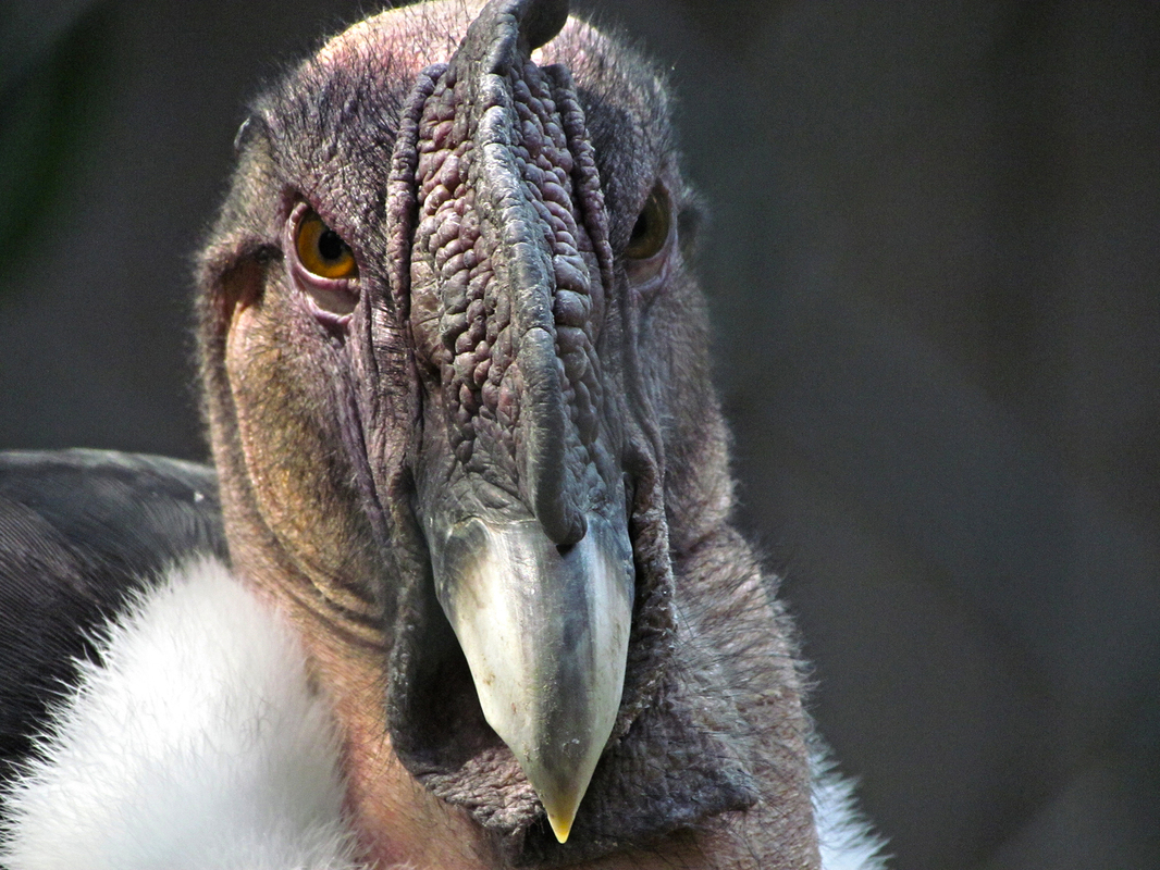 Condor