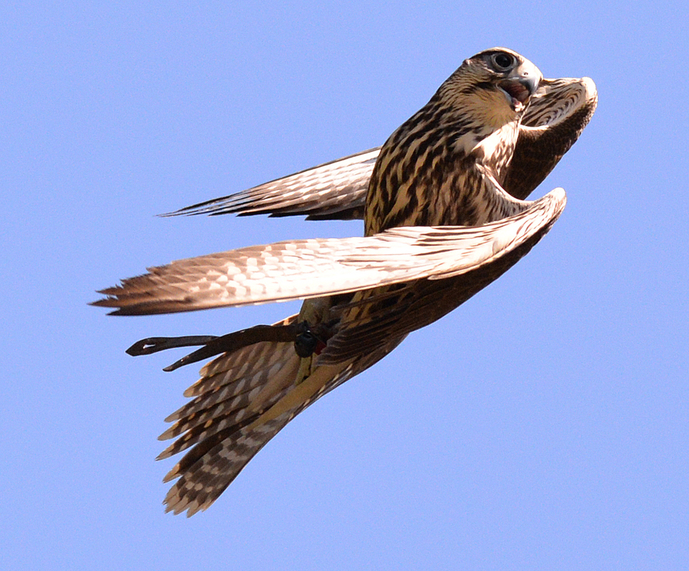 bisher dachte ich immer nur Hasen schlagen haken;-)