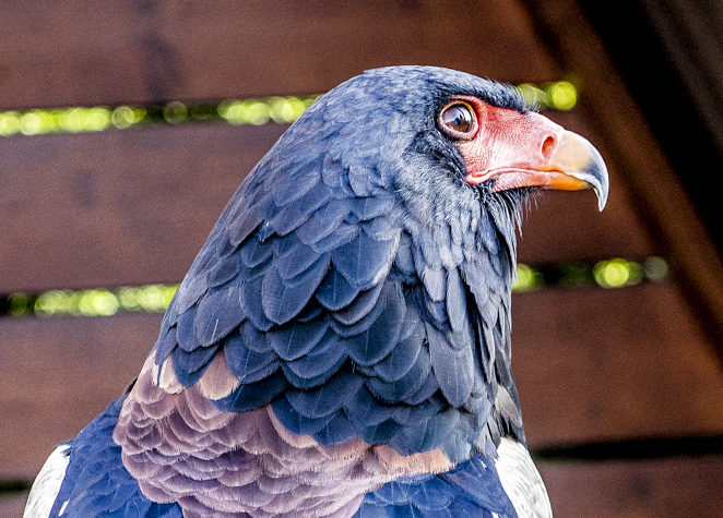 Der Gaukler