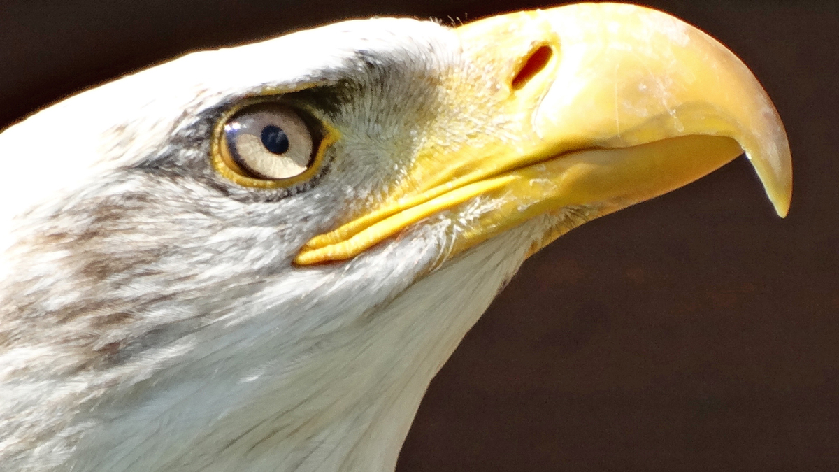 und noch ein Portrait