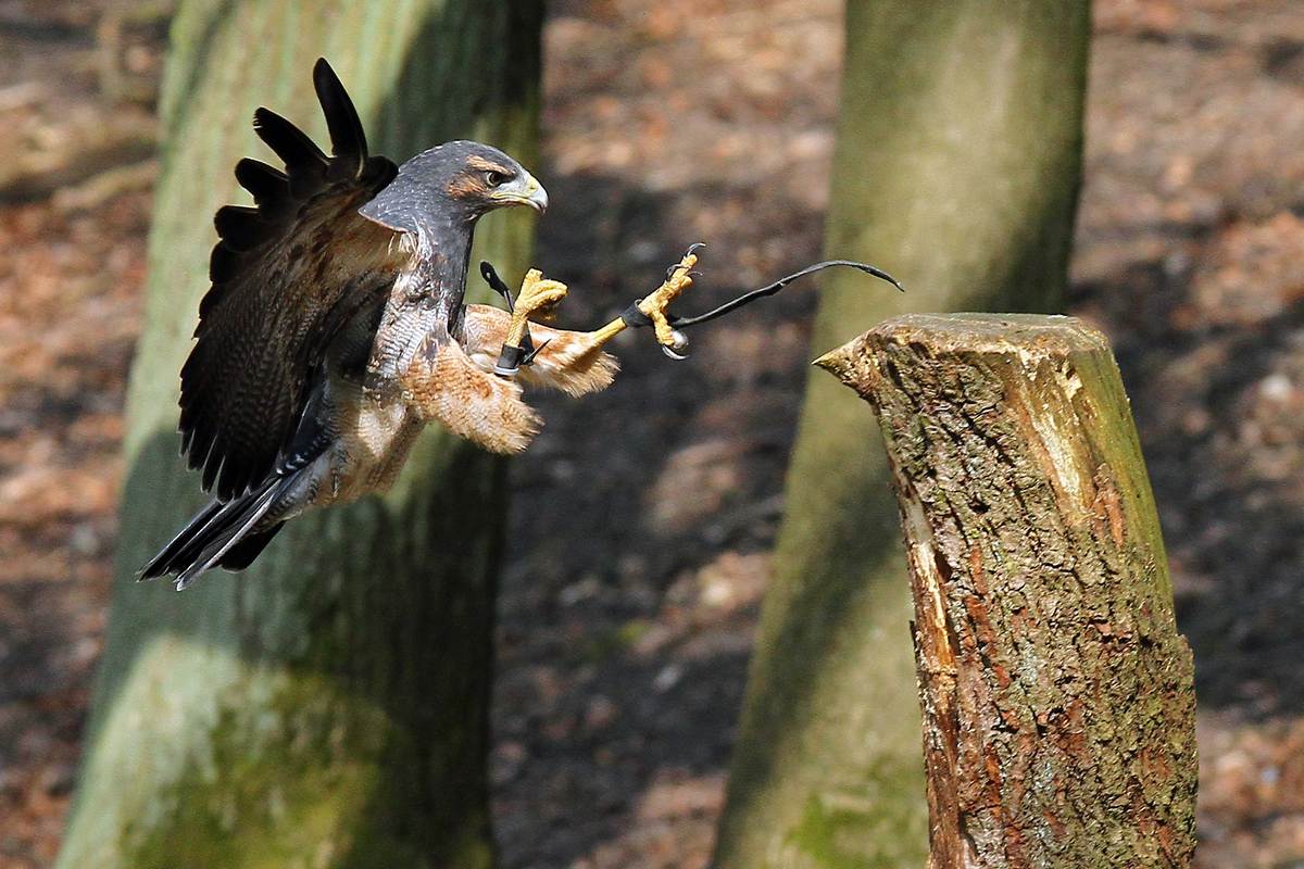 Landeanflug - Kordillierenadler