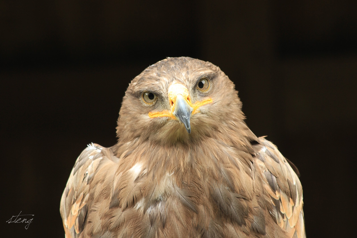 Greifvogel