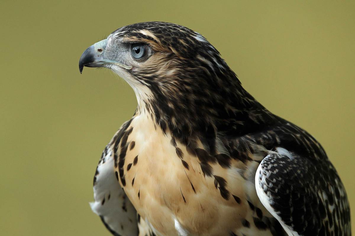 Rotschwanzbussard