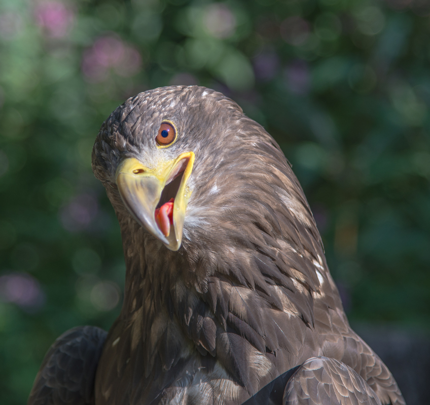 und noch ein Portrait