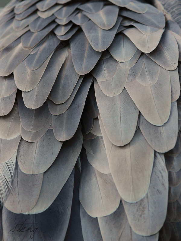 Federkleid