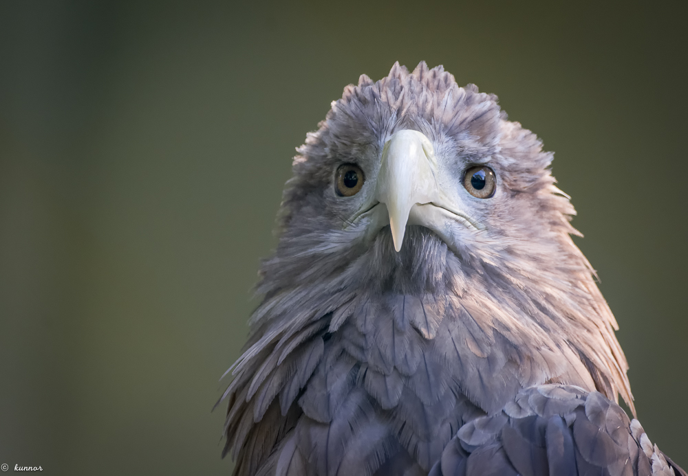 Seeadler