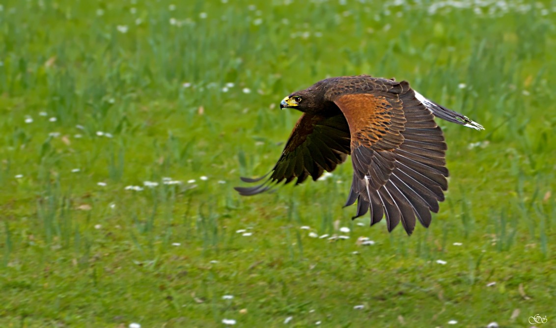 Auf der Jagd