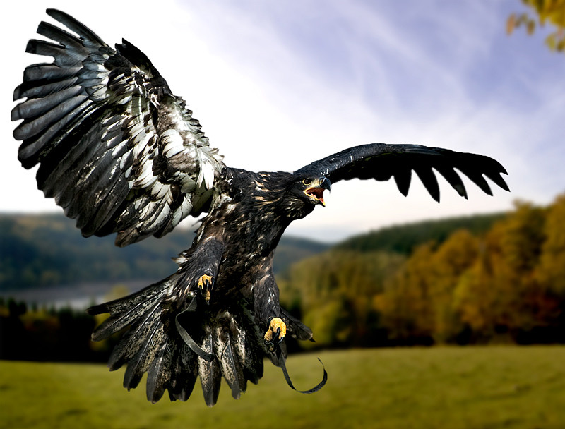Der geblitzte Adler