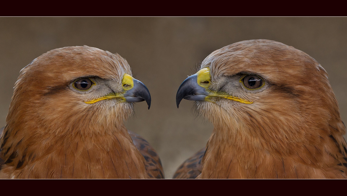 Doppeltes Lottchen