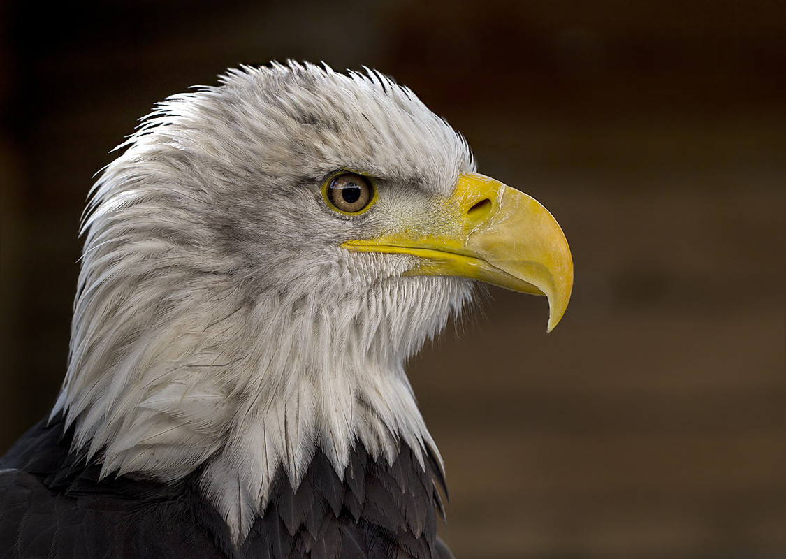 Weißkopfseeadler