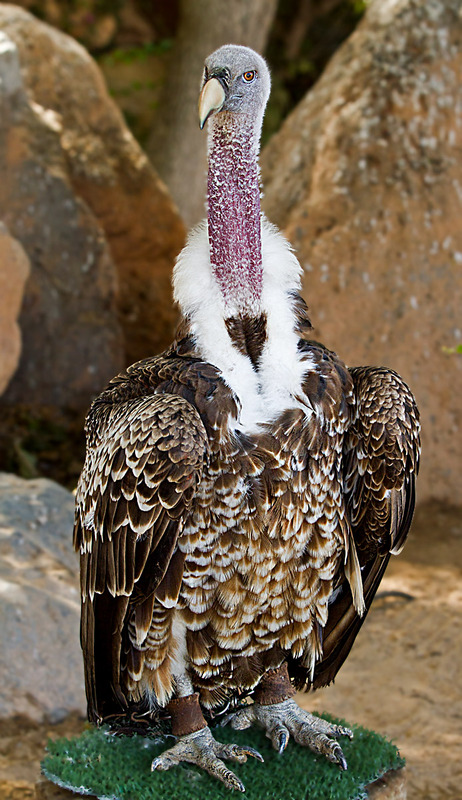 Gänsegeier