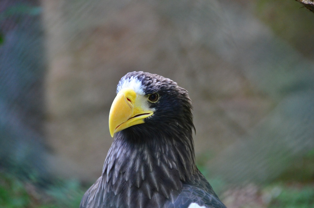 Riesenseeadler