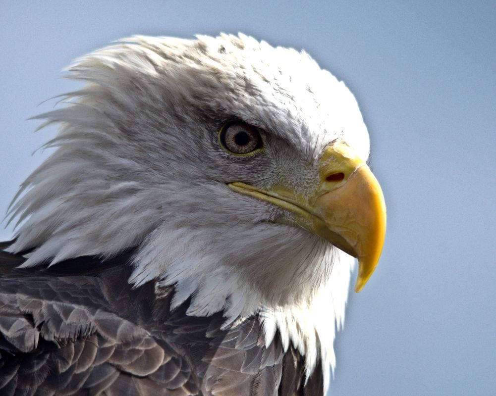 Seeadler Ben