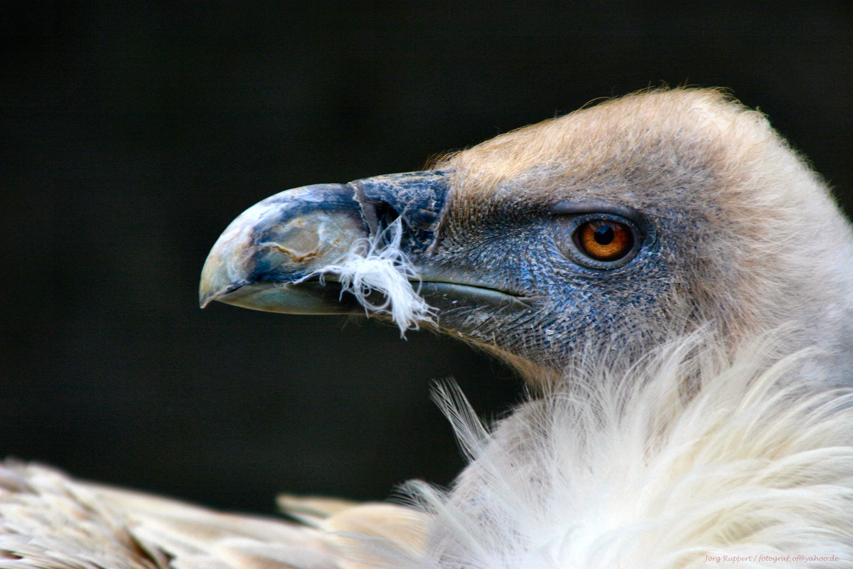 Gänsegeier