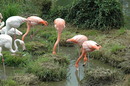 flamingos