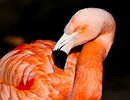 Fotos_Flamingos