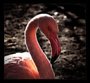 Flamingo Fract