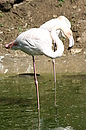 Flamingos