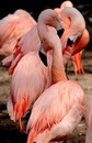 Fotos_Flamingos