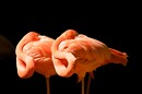 Fotos_Flamingos