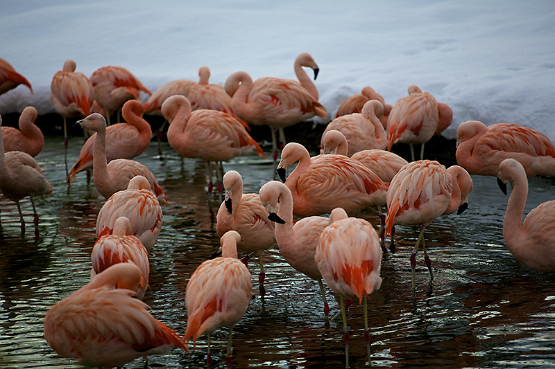 Flamingos
