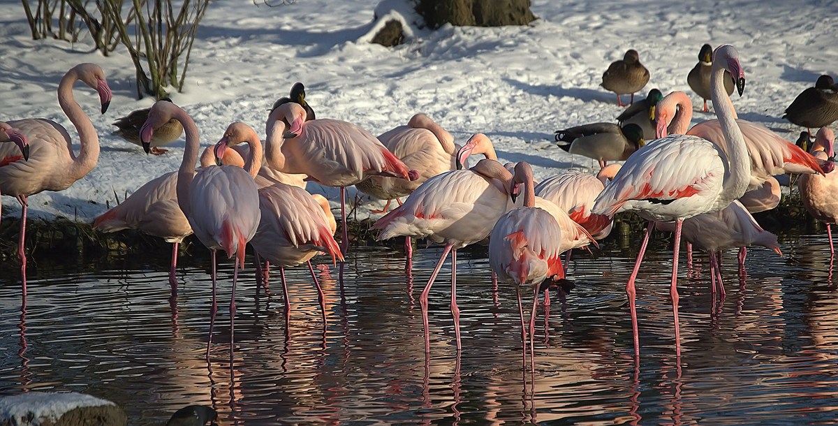 Frostfeste Flamingos